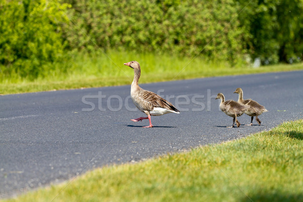 Stock photo: Goose family