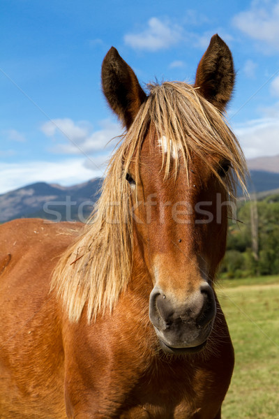 Horse Stock photo © digoarpi