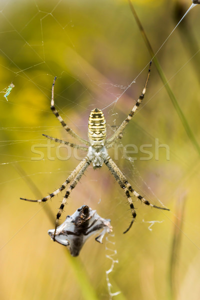 Yellow spider  Stock photo © digoarpi