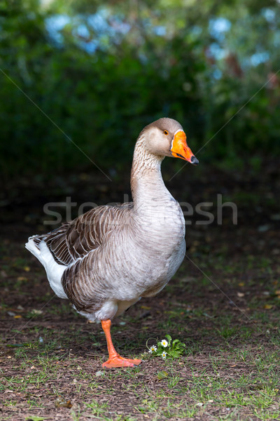 Beautiful goose portrait Stock photo © digoarpi