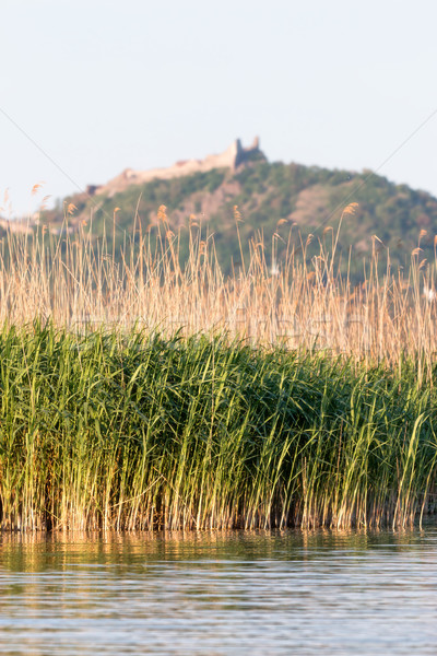 Reed landscape  Stock photo © digoarpi