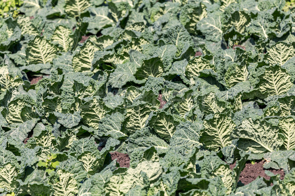 Green kale at spring from the farm Stock photo © digoarpi