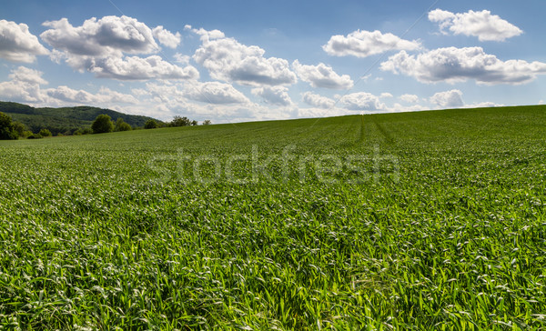 Cereal field Stock photo © digoarpi