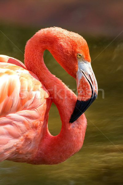 Flamingo güzel yukarı yakın atış su Stok fotoğraf © digoarpi