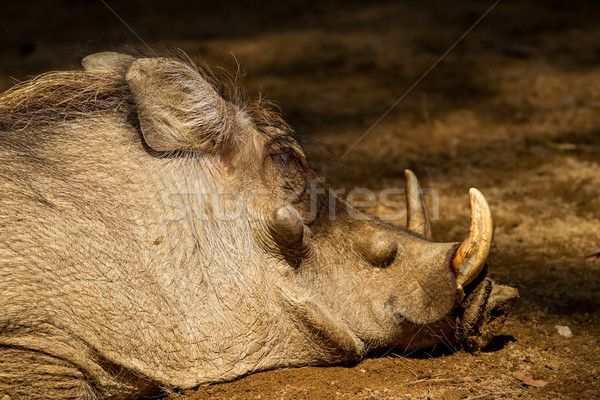 Male warthog Stock photo © digoarpi