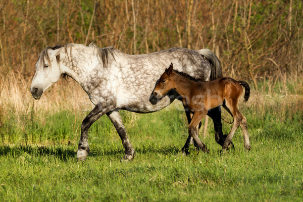 Horse family Stock photo © digoarpi