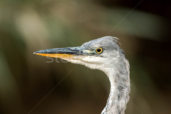 Gray heron Stock photo © digoarpi