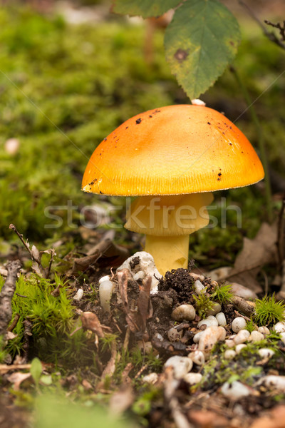 Jonge champignons najaar bos natuur zomer Stockfoto © digoarpi