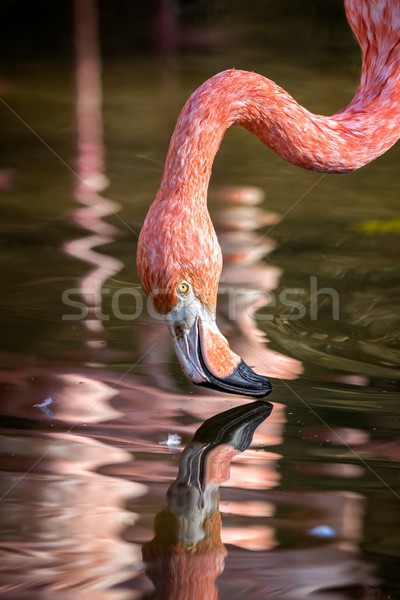 Pretty flamingo up close shot Stock photo © digoarpi