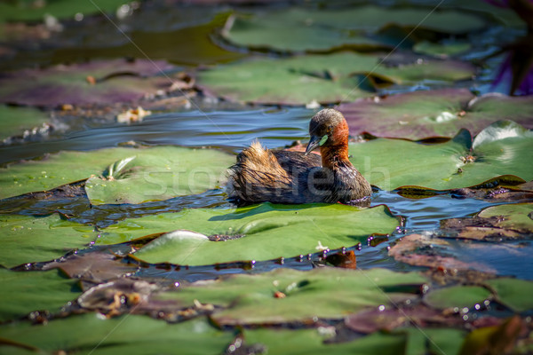 Little Little Grebe bird on the lake Stock photo © digoarpi