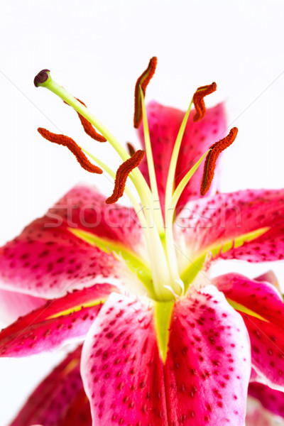 Lily belle photo fleur mariage Photo stock © digoarpi