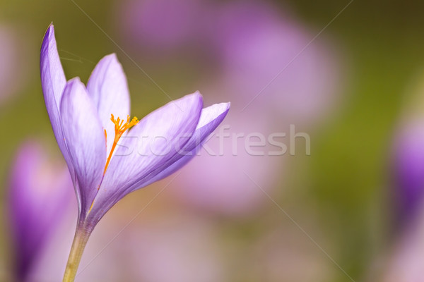 Stock photo: Wild flower