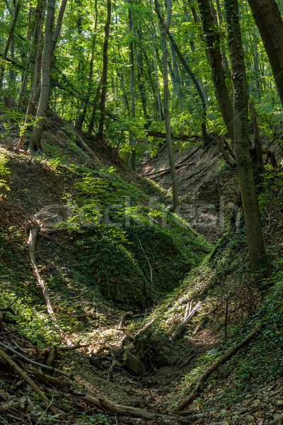 Stock photo: Beech Forest in spring