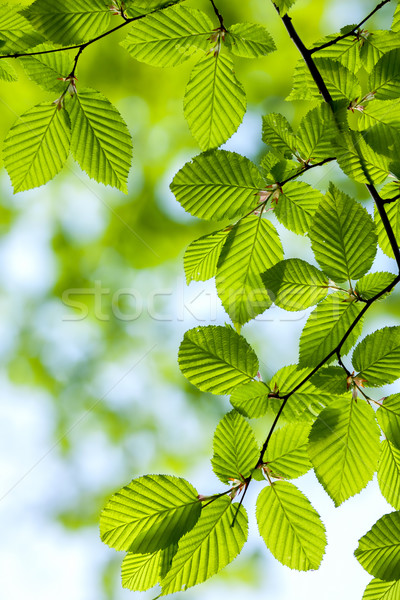 Piękna harmonijny lasu szczegół pozostawia niebo Zdjęcia stock © digoarpi