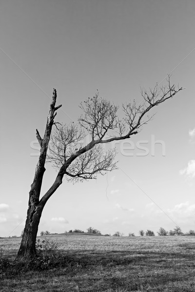 Dry tree Stock photo © digoarpi