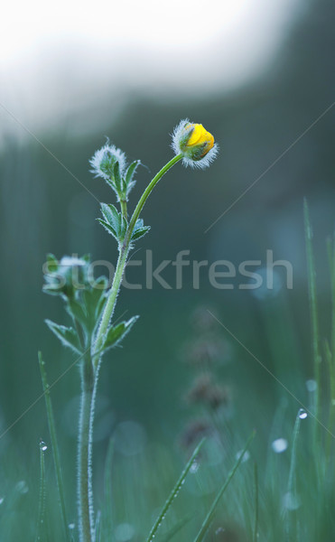 Blume Foto schönen dew Tropfen Stock foto © digoarpi