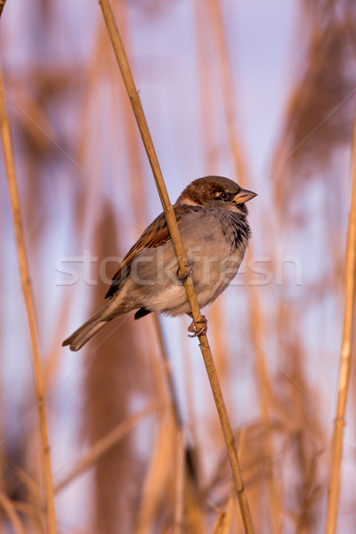 Young male sparrow (Passer domesticus)  Stock photo © digoarpi