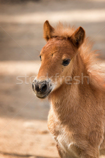 Nag horse Stock photo © digoarpi