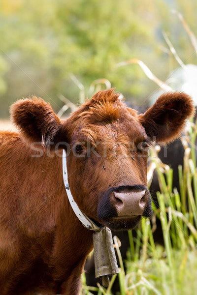 Cow Stock photo © digoarpi