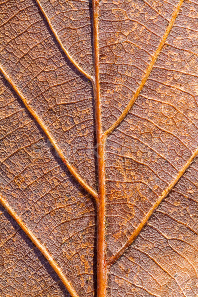 Blatt Vene braun Eiche Hintergrund Stock foto © digoarpi