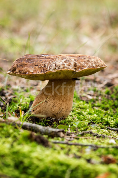 Porcini fungi  Stock photo © digoarpi