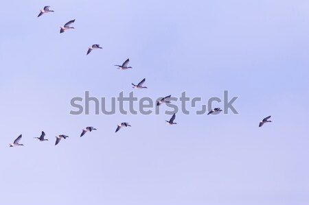 Flock of migrating bean geese Stock photo © digoarpi
