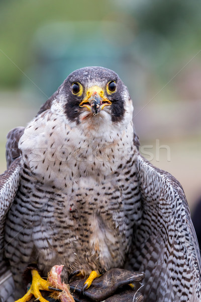 Peregrine Falcon (Falco peregrinus). These birds are the fastest Stock photo © digoarpi
