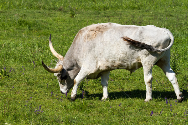 Magyar szürke bika gyönyörű szürke mező Stock fotó © digoarpi
