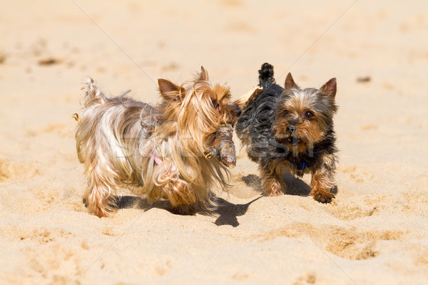 Yorkshire Terrier Stock photo © digoarpi