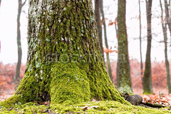 Stock photo: Oak trunk 