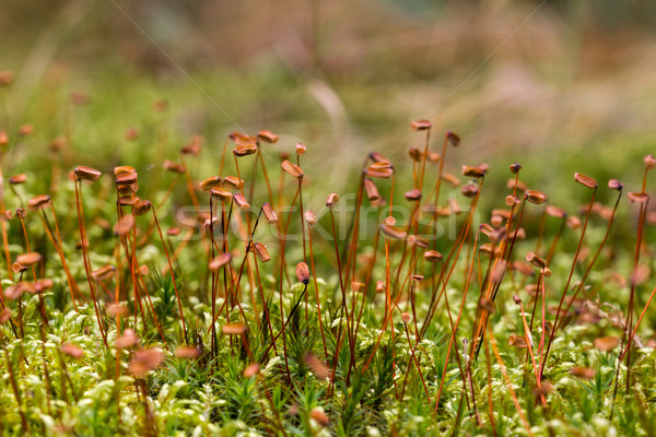 Close up of beautiful moss,Heath Pearlwort (Sagina subulata) Stock photo © digoarpi