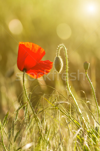 [[stock_photo]]: Pavot · fleurs · belle · lumière · du · soleil · fleur · jardin