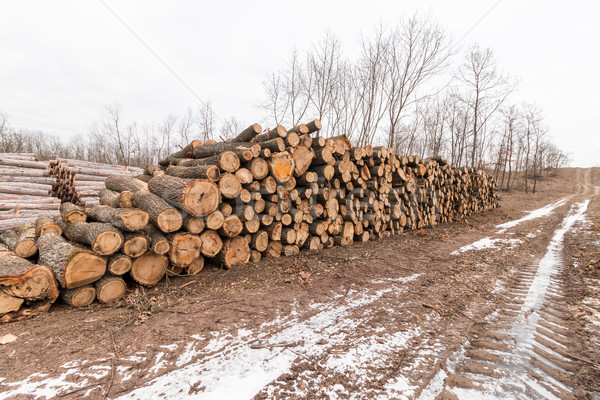 большой древесины лес дерево лист Сток-фото © digoarpi