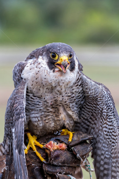 Falcon oiseaux animaux monde oeil visage Photo stock © digoarpi