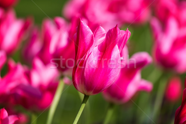 Belle pourpre tulipe printemps jardin été Photo stock © digoarpi