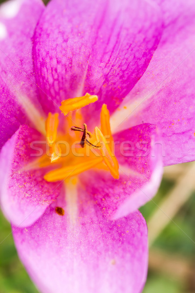 Flor silvestre agradable flor otono forestales naturaleza Foto stock © digoarpi