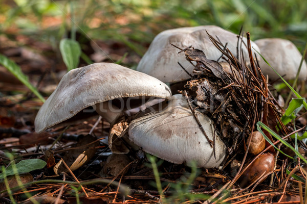 Champignons gras bos veld najaar roze Stockfoto © digoarpi