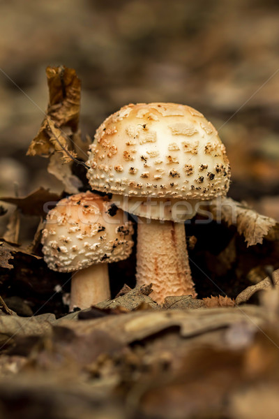 Edible Blusher fungi  Stock photo © digoarpi