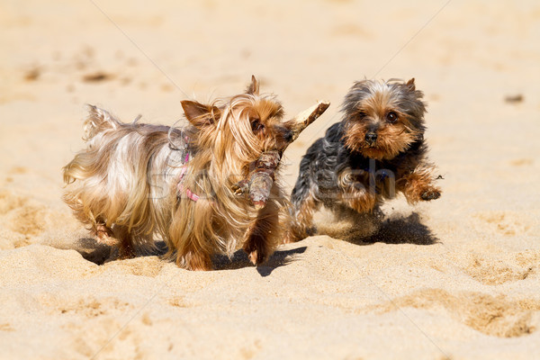 Yorkshire terriers Stock photo © digoarpi