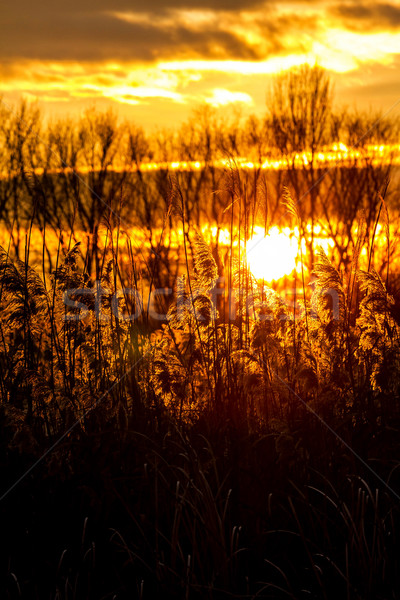 Common reed Stock photo © digoarpi
