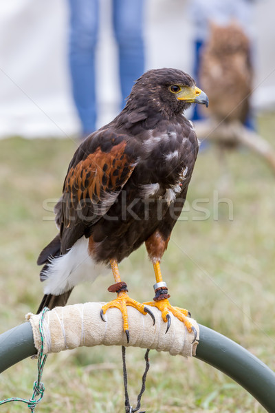 Close up of brown eagle Stock photo © digoarpi