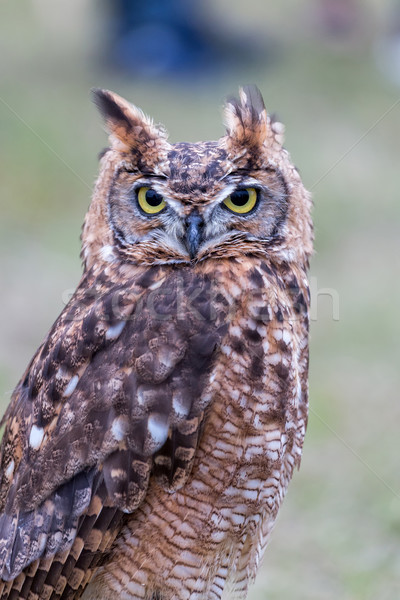 Closeup of Long-eared owl Stock photo © digoarpi