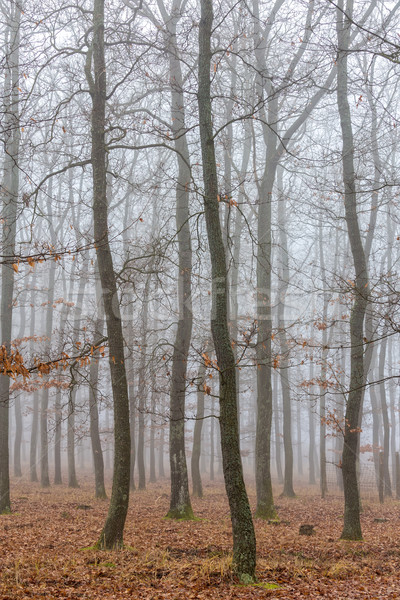 Stock photo: Mystic foggy day in the oak forest 