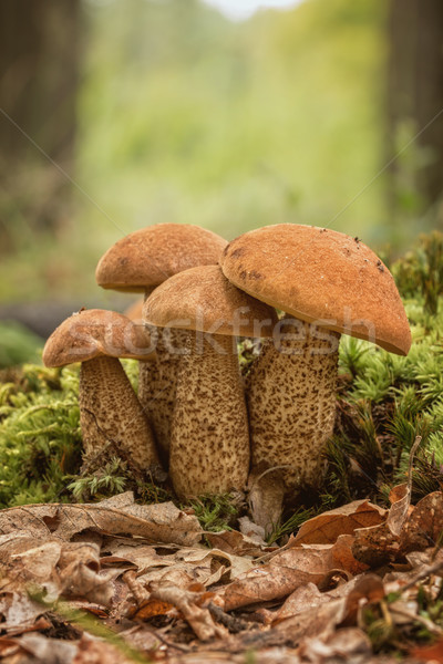 Three edible mushroom species,red-capped Stock photo © digoarpi