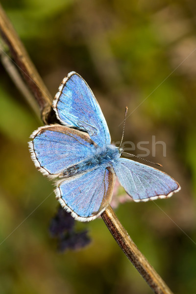 Butterfly Stock photo © digoarpi