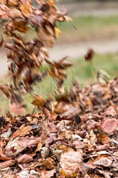Leaves litter  Stock photo © digoarpi