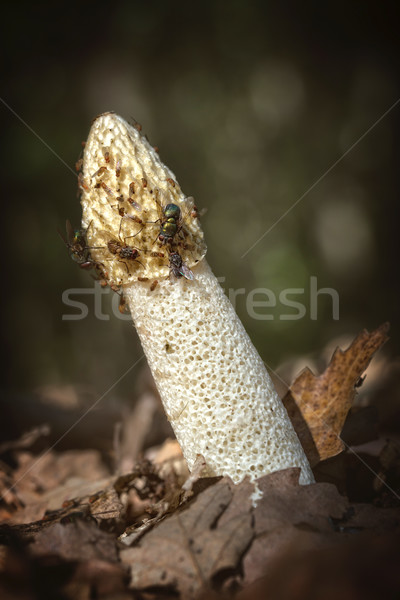 Common stinkhorn ( Phallus impudicus) covered with flies Stock photo © digoarpi