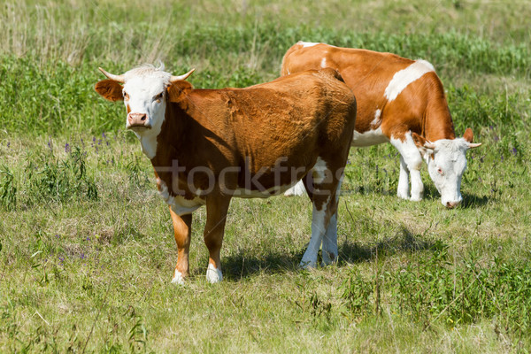 Cattle Stock photo © digoarpi