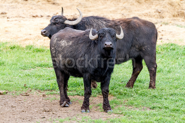 Hosszú hajú fekete természet zöld bika szabadtér Stock fotó © digoarpi