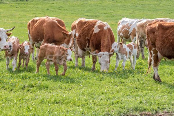 Magyar tehenek horzsolás testtartás fű farm Stock fotó © digoarpi